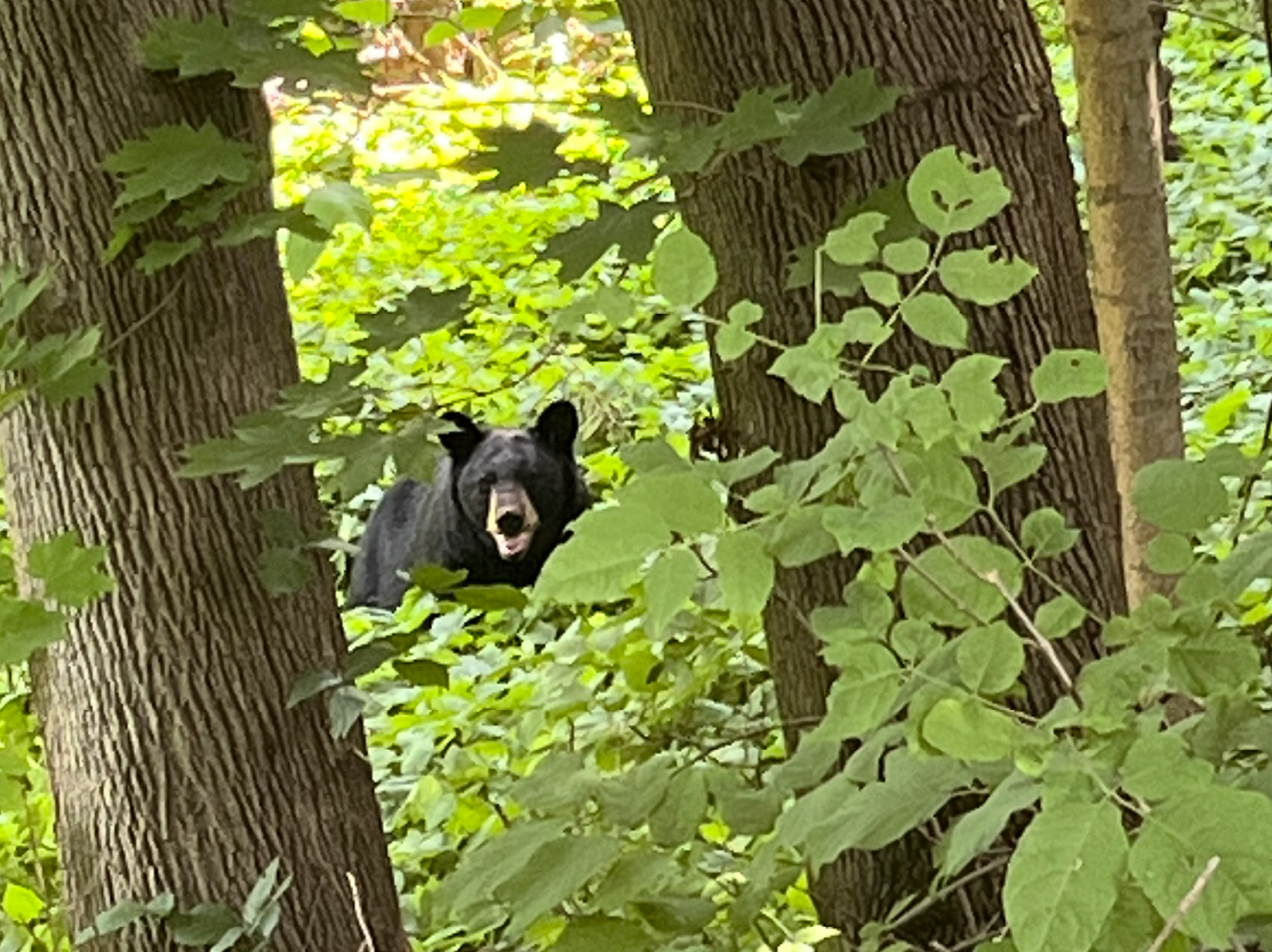 Daniel Looby's photo of a black bear outside
